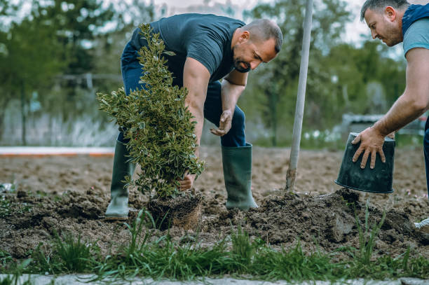 The Steps Involved in Our Tree Care Process in Cass City, MI